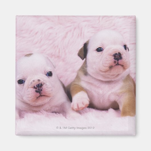 Bulldog; vaak de Engelse Bulldog genoemd. is een Magneet (Voorkant)