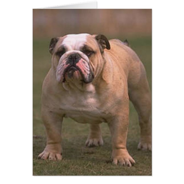 bulldog vol 2 (Voorkant)