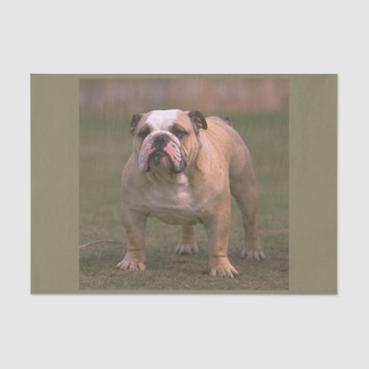 bulldog vol 2 tissuepapier (Voorkant)