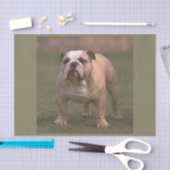 bulldog vol 2 tissuepapier (Craft)