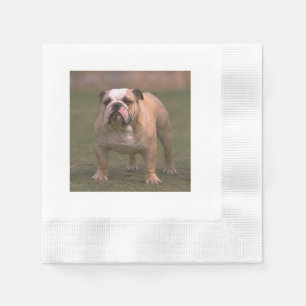 Bulldog volledig 2.png servet