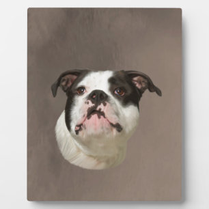 Bulldog Water Color Art Painting Fotoplaat