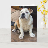 Bulldog-wenskaart Kaart (Gele Bloem)