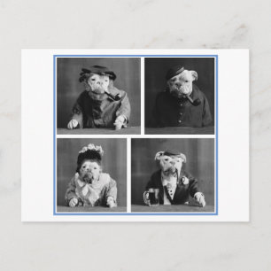 Bulldogs verkleed als mensen  Oddity Briefkaart