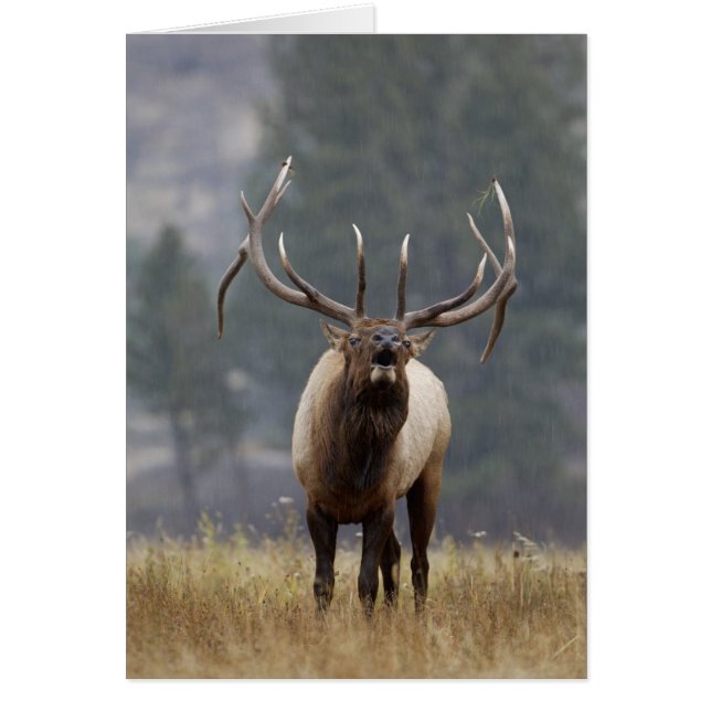 Bulleland bugelend, Yellowstone NP, Wyoming 2 (Voorkant)