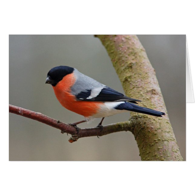 Bullfinch (Voorkant Horizontaal)