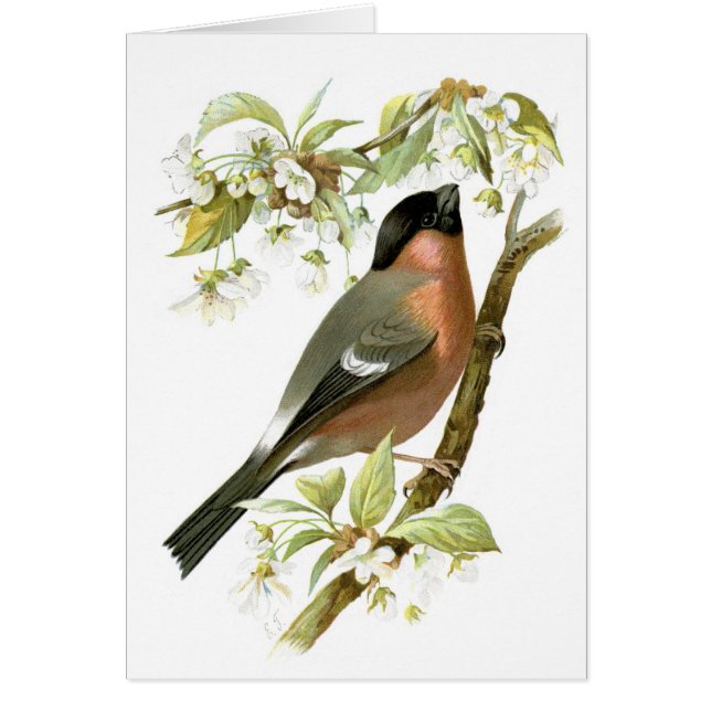 Bullfinch (Voorkant)