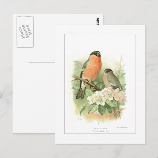 Bullfinch Briefkaart (Voorkant / Achterkant)