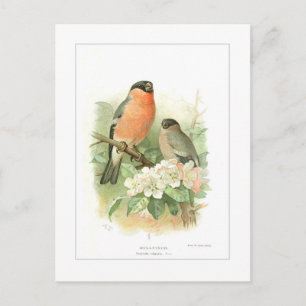 Bullfinch Briefkaart