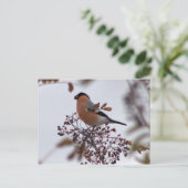 Bullfinch Briefkaart (Staand voorkant)