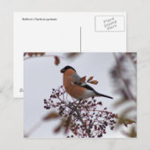 Bullfinch Briefkaart (Voorkant / Achterkant)