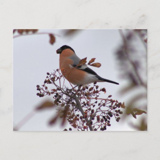 Bullfinch Briefkaart (Voorkant)