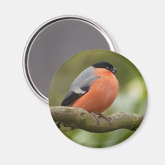 Bullfinch Magneet (Voorkant / Achterkant)