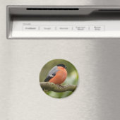 Bullfinch Magneet (Insitu (Vaatwasser))