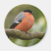Bullfinch Magneet (Voorkant)