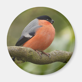 Bullfinch Magneet