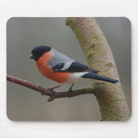 Bullfinch Muismat (Voorkant)