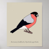 Bullfinch Poster (Voorkant)