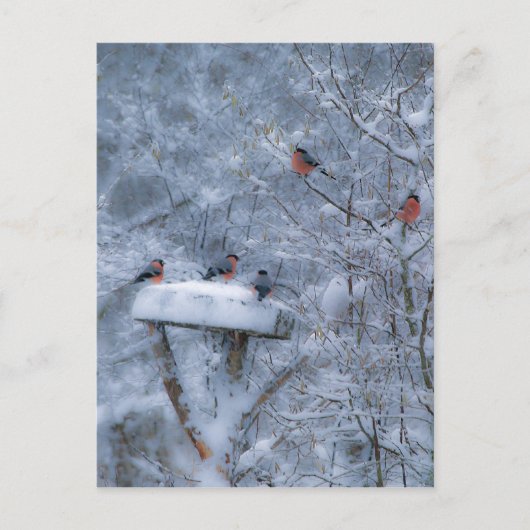 Bullfinches-postkaart Briefkaart (Voorkant)