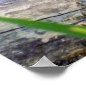 Bullfrog Bliss Poster (Hoek)