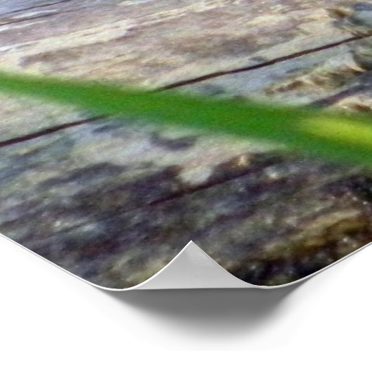 Bullfrog Bliss Poster (Hoek)