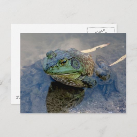 Bullfrog Briefkaart (Voorkant / Achterkant)