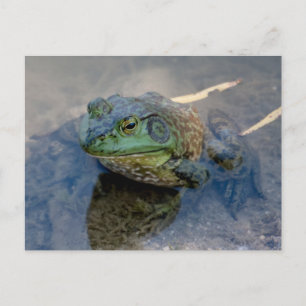 Bullfrog Briefkaart