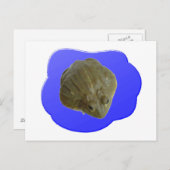 Bullfrog-Briefkaart Briefkaart (Voorkant / Achterkant)