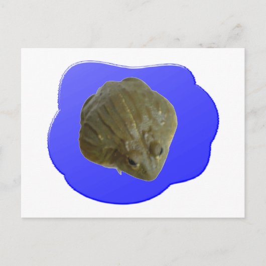 Bullfrog-Briefkaart Briefkaart (Voorkant)