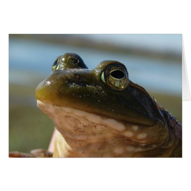 Bullfrog Foto, Prince Humor (Voorkant Horizontaal)