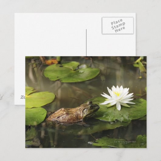 Bullfrog in Lily Pond Briefkaart (Voorkant / Achterkant)