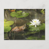 Bullfrog in Lily Pond Briefkaart (Voorkant)