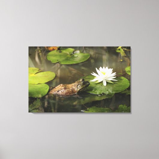 Bullfrog in Lily Pond Canvas Afdruk (Voorkant)