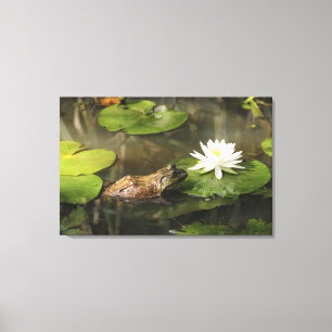 Bullfrog in Lily Pond Canvas Afdruk
