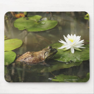 Bullfrog in Lily Pond Muismat