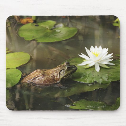 Bullfrog in Lily Pond Muismat (Voorkant)