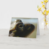 Bullfrog Kaart (Gele Bloem)