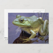 Bullfrog, Lake St. Peter, Ontario, Canada Briefkaart (Voorkant / Achterkant)