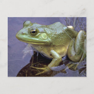 Bullfrog, Lake St. Peter, Ontario, Canada Briefkaart
