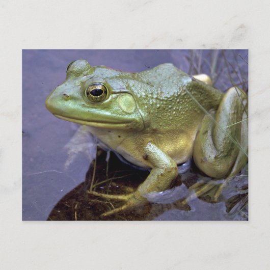 Bullfrog, Lake St. Peter, Ontario, Canada Briefkaart (Voorkant)