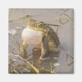 Bullfrog Magneet (Voorkant)