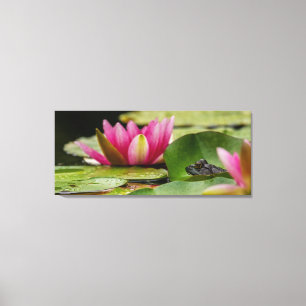 Bullfrog onder waterlilies canvas afdruk