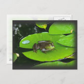 Bullfrog op Lilypads Briefkaart (Voorkant / Achterkant)