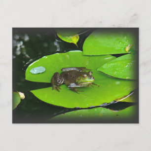 Bullfrog op Lilypads Briefkaart