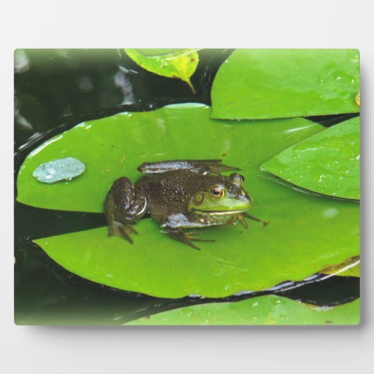 Bullfrog op Lilypads Fotoplaat (Voorkant)