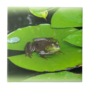Bullfrog op Lilypads Tegeltje