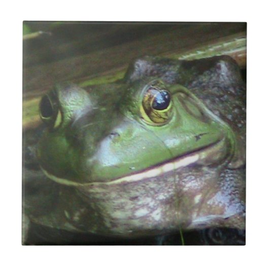 Bullfrog Photo Tegel Tegeltje (Voorkant)