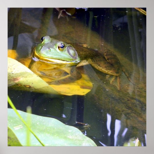 Bullfrog Poster voor zwemschoonheid (Voorkant)
