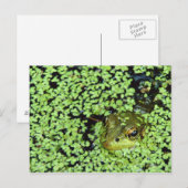Bullfrog (Pyxicephalus adspersus) bij eendenkroos Briefkaart (Voorkant / Achterkant)