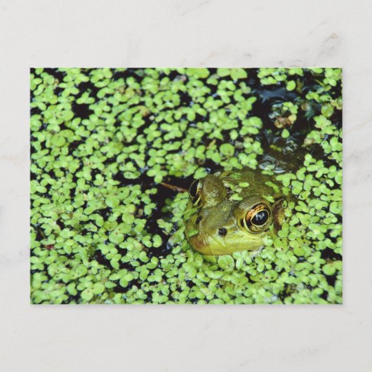 Bullfrog (Pyxicephalus adspersus) bij eendenkroos Briefkaart (Voorkant)
